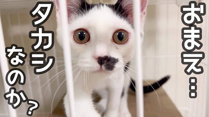I went to meet the rescued cats that I had placed in foster homes. Do you remember?