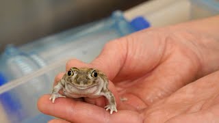 Toads and Evolution