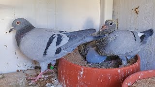 Young Bird Update October 2019