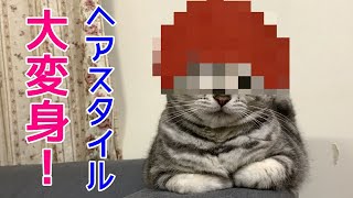 猫が髪型を変えるとおかしかった！関西弁おしゃべりペット