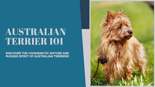 Australian Terriers 101: A Journey into the World of the Spirited Companions in a Compact Package