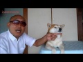 土地勘がある犬
