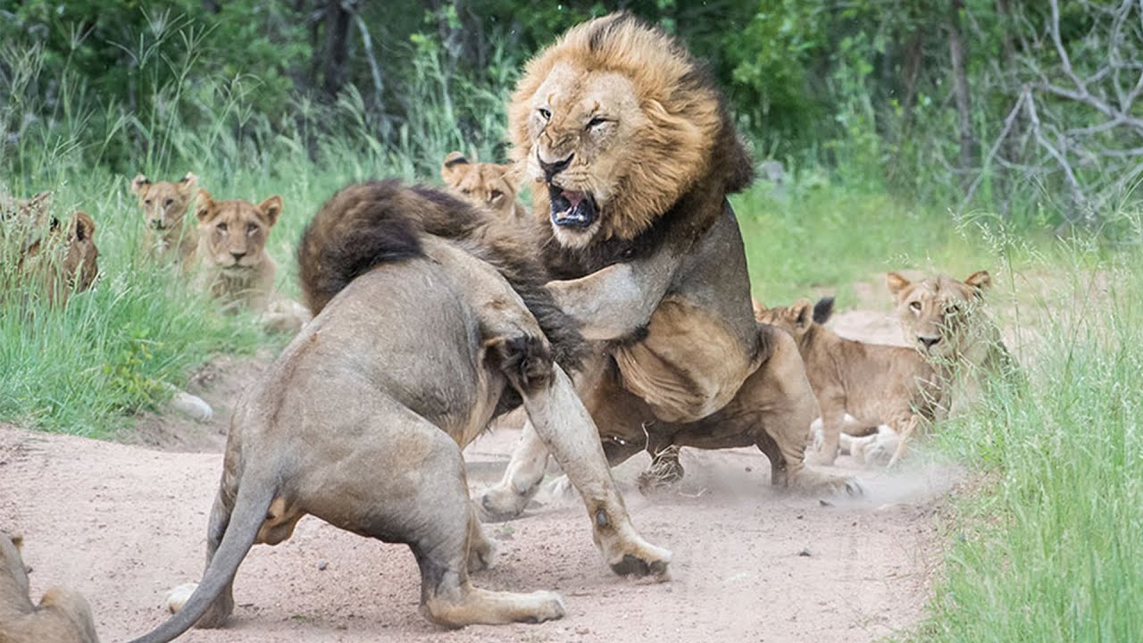 Battle of Pride  Lions Documentary