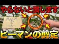 【図解】ピーマン栽培してるなら知っておくべき剪定の仕方