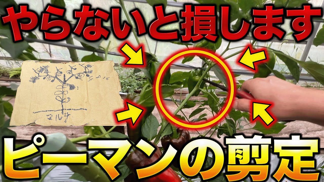 【図解】ピーマン栽培してるなら知っておくべき剪定の仕方
