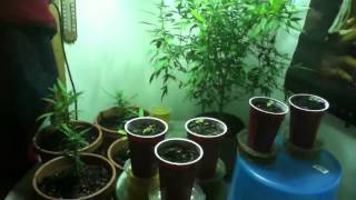 Indoor garden update new 400 watt growlight