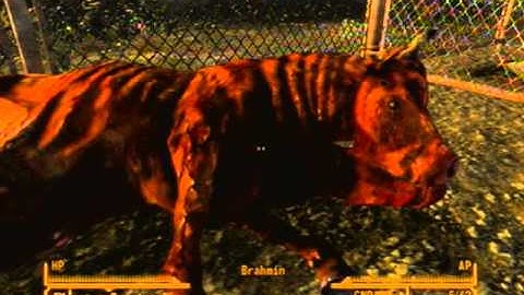 Fallout NV: Brahmin tipping