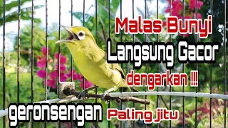 Paling Jitu ‼️Terapi Geronsengan Kecial Kuning Buat Melatih Mental Lomba Agar Cepat Gacor Joss
