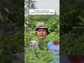 PUPUK DASARNYA HANYA DOLOMIT DAN KOHE #cabaihijau #pertanian