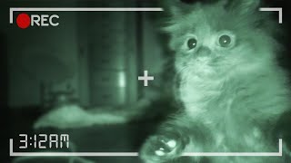 What Kittens Do At Night... by Cole and Marmalade 307,187 views 1 year ago 2 minutes, 40 seconds