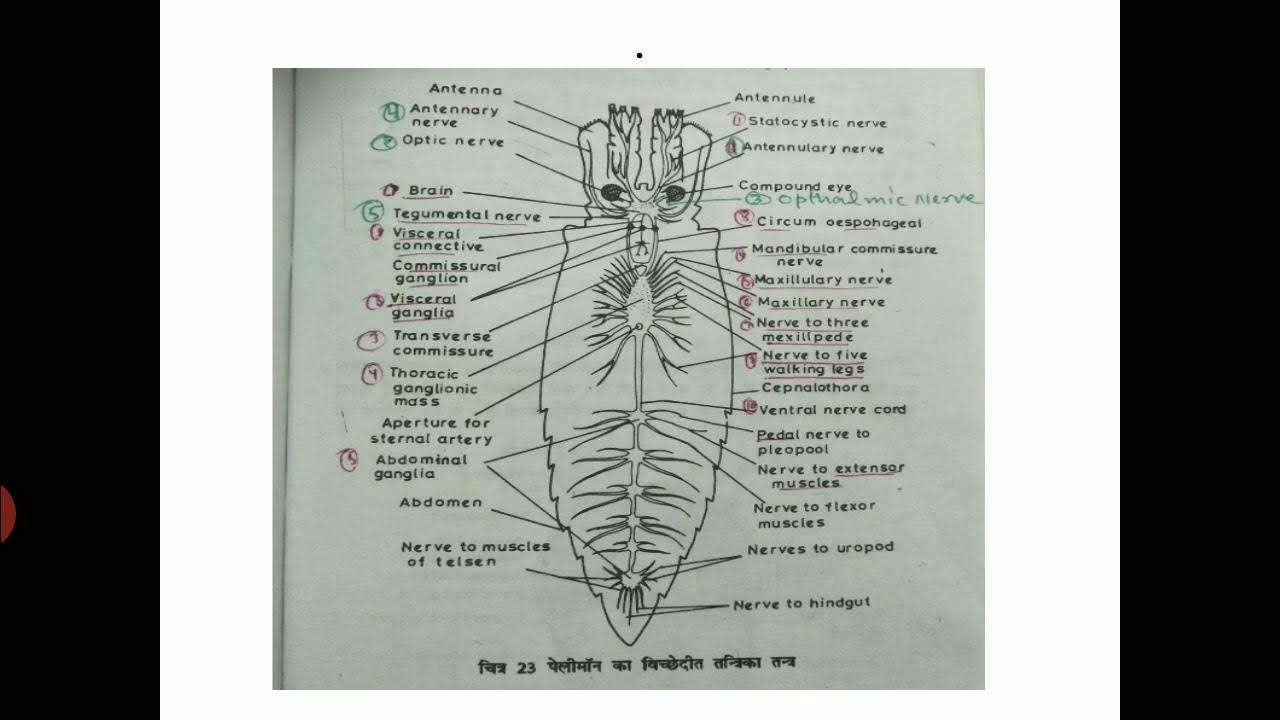 Nervous system of prawn youtube
