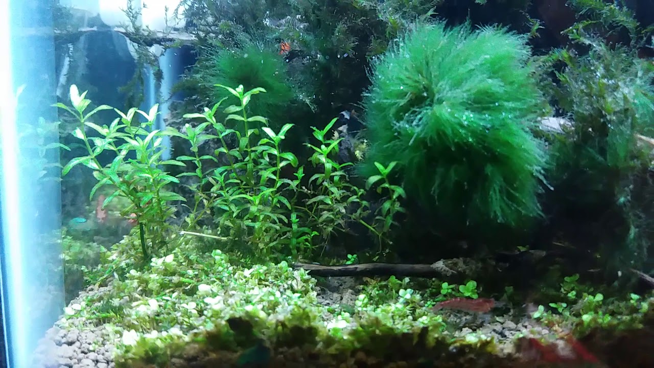 Aquascape banjarmasin low maintanice 085754000400