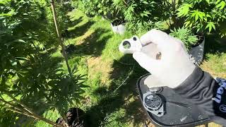Growing Cannabis Outdoors # 25