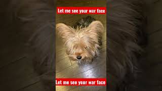 Let me see your war face, hilarious tough miniature Yorkshire terrier