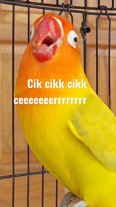 cik cik cikk ceeeeerrrrr