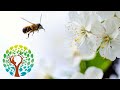 Learning with the Bees: Chapter 2 - 02/19/2021