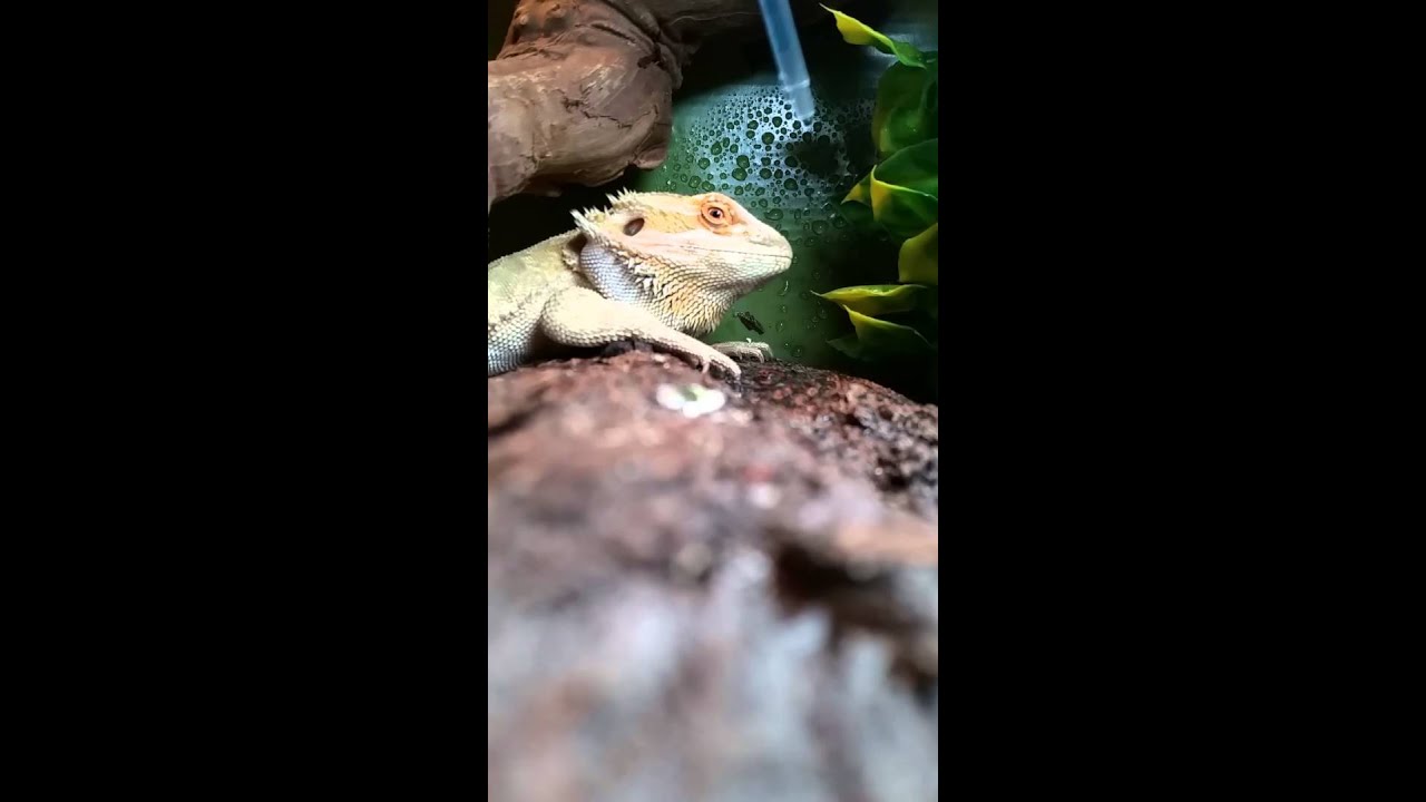 Bearded dragon drinking water from syringe YouTube