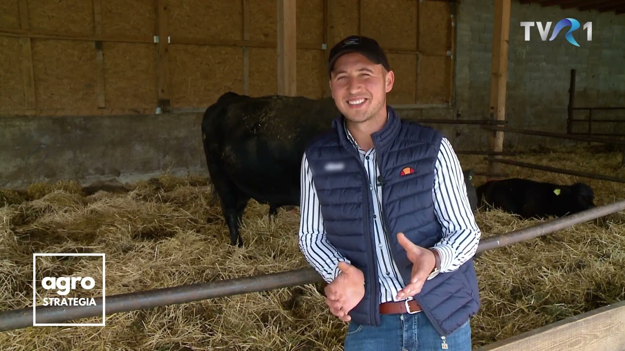 Cu banii câștigați afară și-au făcut acasă o fermă de vaci de carne