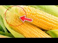 Never Throw Away Corn Silk Again, Here&#39;s Why...