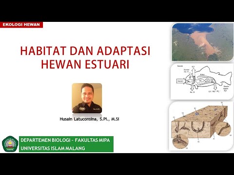 Habitat dan Adaptasi Hewan Estuari