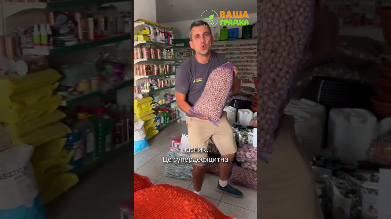 🌱 Голландська цибуля-сіянка — найкращий вибір для вашого врожаю!