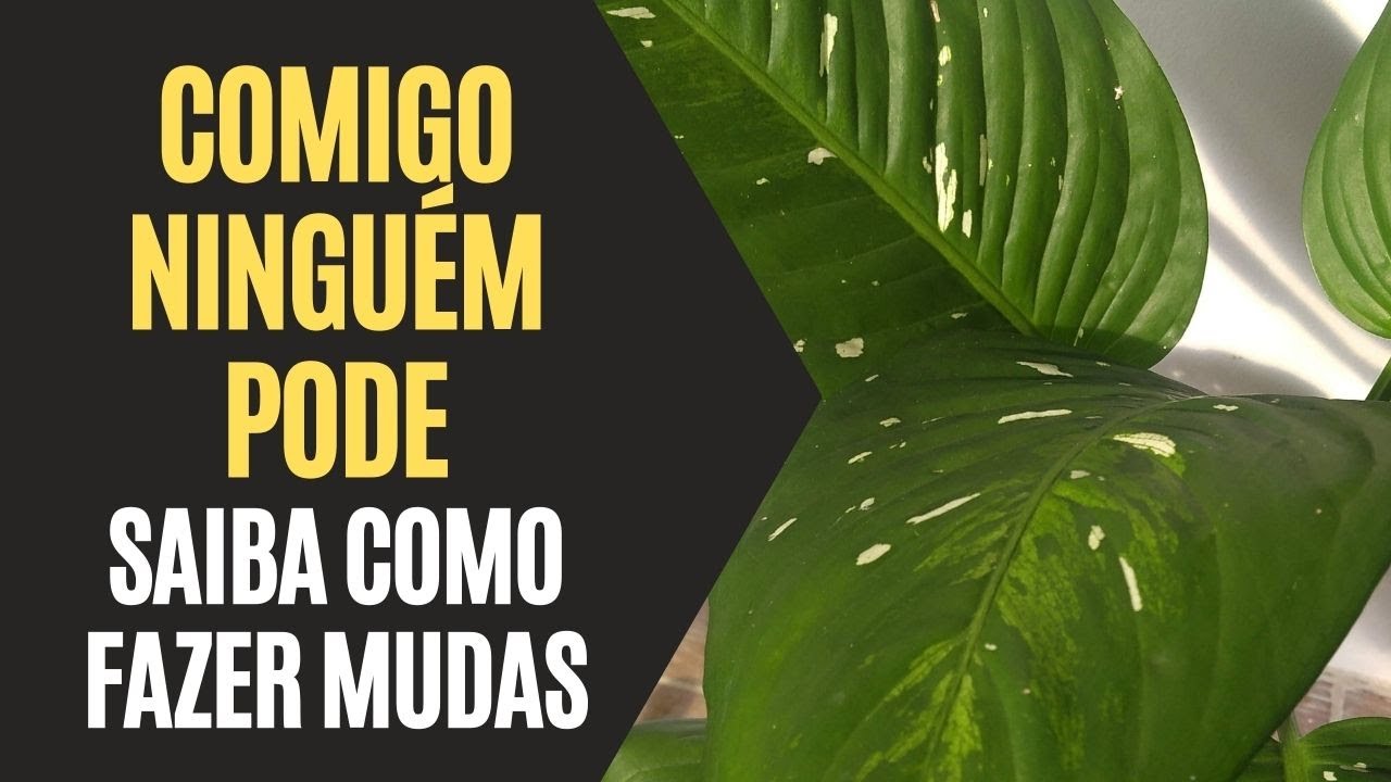 Comigo Ninguém Pode: Saiba Como Fazer Mudas