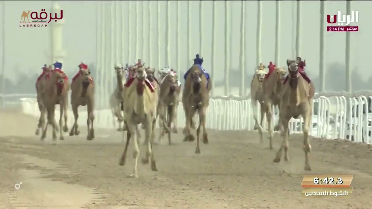 ش6 نجاح لـ أحمد مطر ماجد الخييلي (مهرجان سمو الأمير المفدي 6-3-2024) السيف الفضي للحيل مفتوح11:57:28