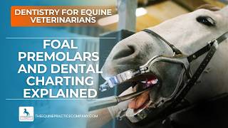 Foal Premolars and Dental Charting Explained for Veterinarians