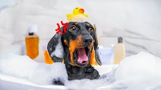 Enjoy Your Bath! Cute & Funny Dachshund Dog Video!