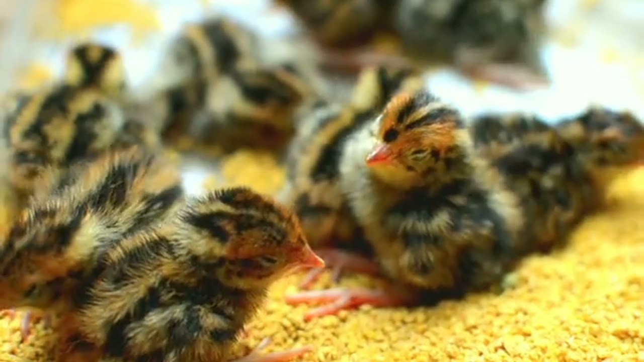 Video oF Chick Group Sleeping