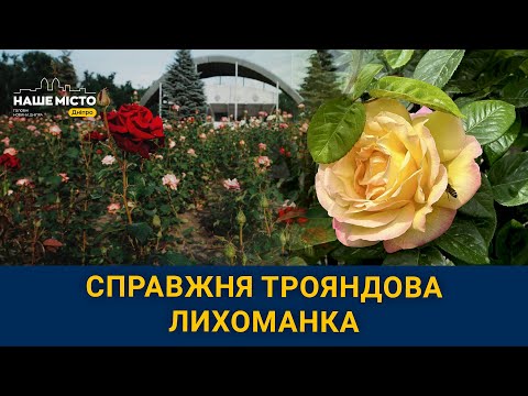 У Дніпрі розквітнув найбільший розарій у місті