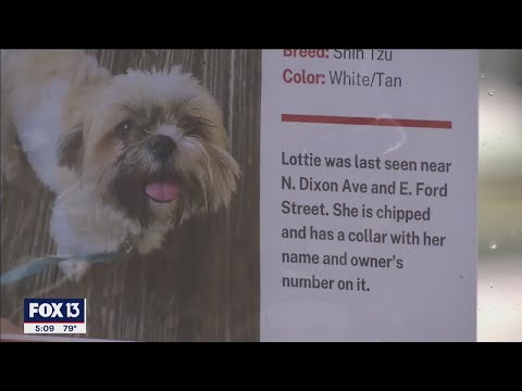 Video: Ta lepa zgodba o ženski, ki išče svojega pogrešanega psa, te bo pripeljala do solz