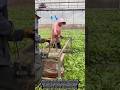 Leafy Vegetable Harvesting Machine / Greenhouse Vegetable Harvester
