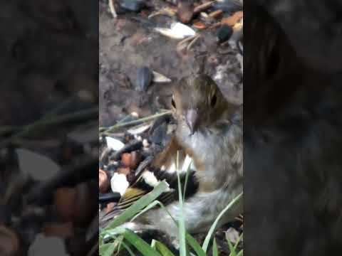 Бдительный зяблик/Vigilant finch