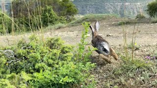 Κυνήγι λαγού εκπαιδευτικο 2023 σε κεδρο KarxasTeam hare hunting!