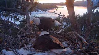 FOBBV CAM🦅Rise & Shine!🌅Shadow Bumps His Way Into Daddy Duty🌲2024-02-15