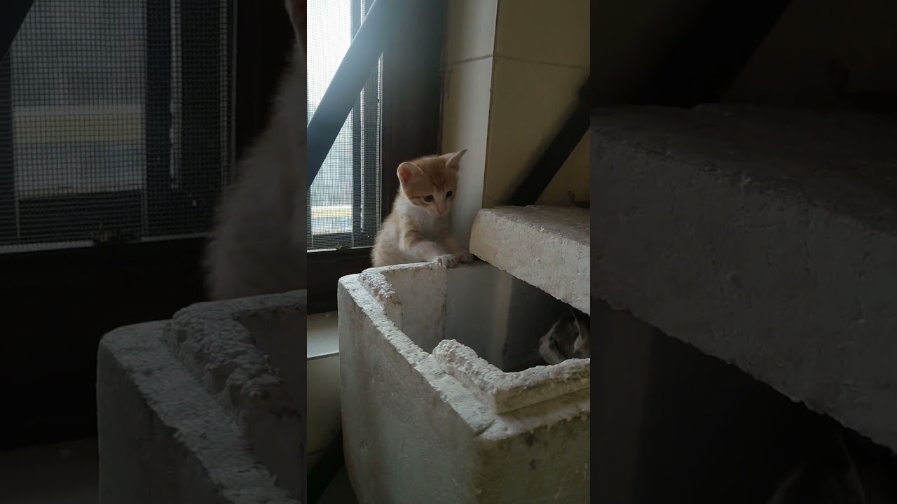 o my God.  these little babies are so soft and cute 