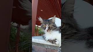 FISTO Tatilde... #izmir  #dikili #salihleraltı #kedi #cat