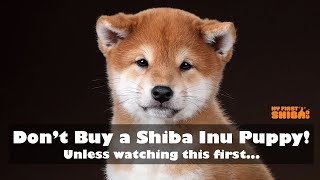 Don't Buy a Shiba Inu Puppy - Unless watching this first