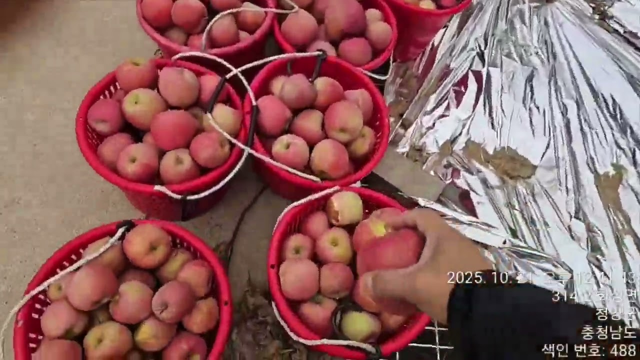 부사사과 1차 수확하는날~ 부사주문받아요~