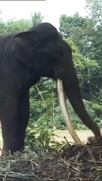 එකල මුළු ආසියාවම හෙල්ලු දළ ඇතා|Millangoda giant #shortvideo #fyp #short #shorts