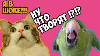 ШОК,УЖАС,ЧТО ОН ДЕЛАЕТ С ПОПУГАЕМ ?!?! /ЛАЙФ-ХАК/ Vittek&Vassek(И сегодня Vittek будет купать попугая :))) (НАД ПОПУГАЕМ НЕ ИЗДЕВАЮТЬСЯ А ПРОСТО КУПАЮТ) всем привет. это шоу..., 2016-02-09T13:38:44.000Z)