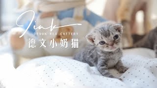 姨姨们我们来啦！要吸德文小奶猫的抓紧了，前排热乎新鲜出炉的小团子们！德文卷毛猫