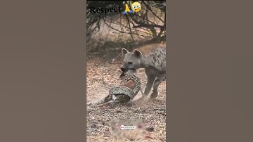 Hyena trying to steals impala from python. #shorts B strong