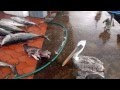 The Fish Market - Santa Cruz - Galapagos 2015