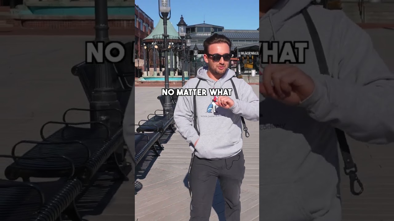 Неужели моя собака провалит этот тест?!