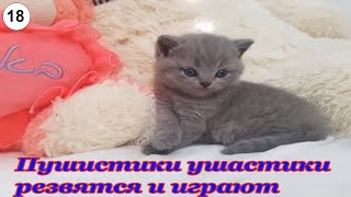Пушистики ушастики резвятся и играют. #Кошки #Коты #Котята #Прикольные #Веселые #Красивые #Играют Пушистики ушастики резвятся и играют. #Кошки #Коты #Котята #Прикольные #Веселые #Красивые #Играют