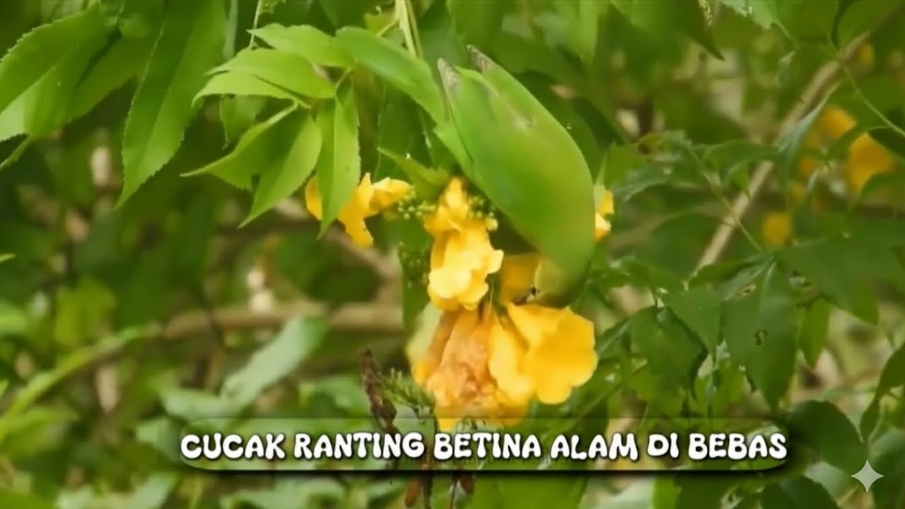 Suasana Pagi Dengan Pesona Burung Cucak Ranting Betina Di Alam Bebas ...