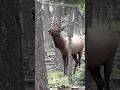 New LOF video LIVE now! More New Mexico Bulls. #bornandraisedoutdoors