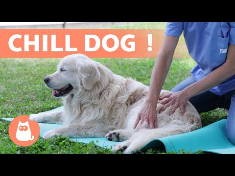 Vidéo: 3 façons d'instaurer la confiance avec un chien qui a été victime de violence